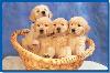 LITTLE DOGGIES FRAME TRAY 60 PIECE PUZZLE