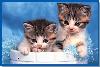 KITTENS FRAME TRAY 60 PIECE PUZZLE