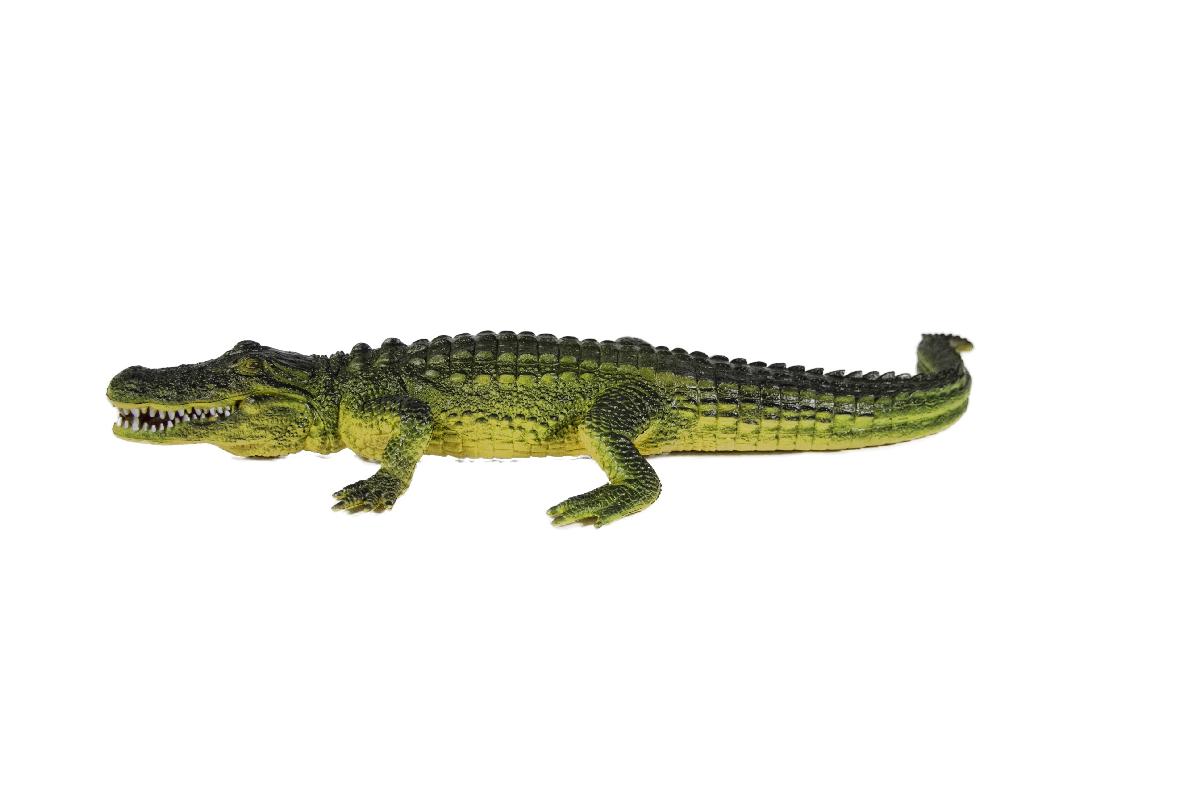 16" AMERICAN ALLIGATOR - American Alligator
