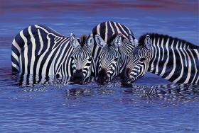 ZEBRAS IN THE WATER 1,000 PIECE PUZZLE