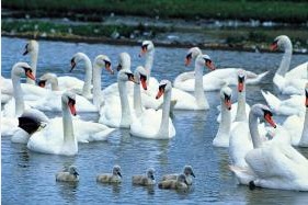 SWAN FAMILY 1,000 PIECE PUZZLE GLOW-IN-THE-DARK (DISCONTINUED/COLLECTIBLE)