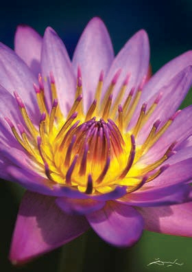 1000 PIECE 'NATURE' WATER LILY  NEW! 2014 RELEASE!