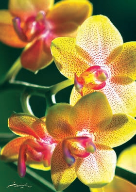 1000 PIECE 'NATURE' ORCHID NEW! 2014 RELEASE!
