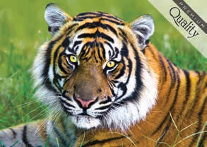 500 PIECE TIGER NEW! 2014 RELEASE!