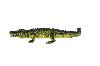 16" AMERICAN ALLIGATOR - American Alligator