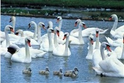 SWAN FAMILY 1,000 PIECE PUZZLE GLOW-IN-THE-DARK (DISCONTINUED/COLLECTIBLE)