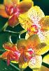 1000 PIECE 'NATURE' ORCHID NEW! 2014 RELEASE!
